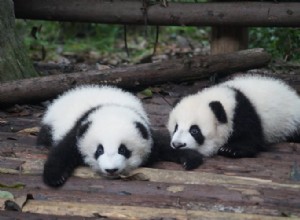 Verdadero significado e interpretación correcta de soñar con pandas