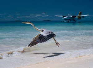 La véritable signification et la bonne interprétation du rêve de grues