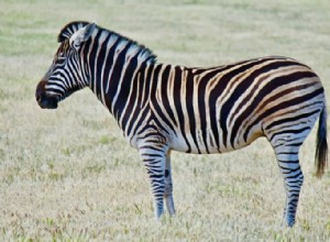 Sand betydning og rigtig fortolkning af drømme om zebra