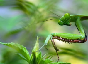 カマキリの夢の本当の意味と正しい解釈