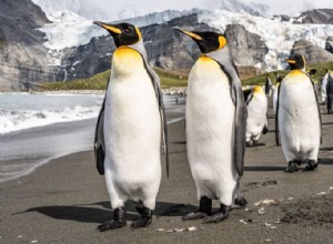 Sann mening og riktig tolkning av Dreams of Penguins