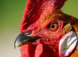 Soñar con un gallo:revelando sus significados