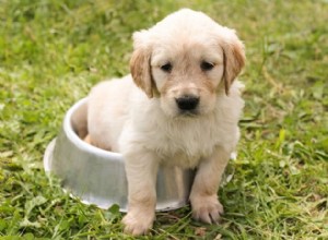 Sueño de cachorros:qué hace que esto sea especial