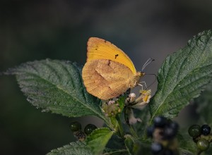 El significado espiritual de los colores de las mariposas:qué color te refleja