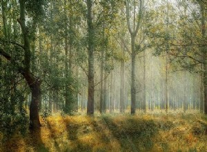 Bosque – Significado y simbolismo de los sueños