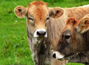 Sonhos com vacas – significado e interpretação