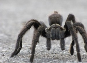 Sueños con Tarántula – Significado e Interpretación