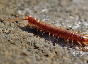 Όνειρα για τις σαρανταποδαρούσες – Έννοια και ερμηνεία