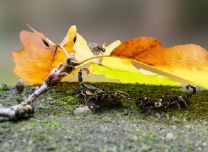 Sueños con escorpiones:significado e interpretación