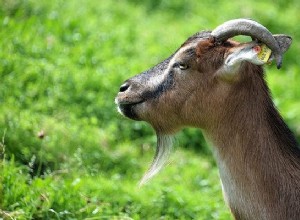 Sueños con Cabras – Significado e Interpretación