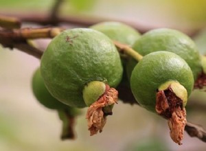 Guayaba – Significado y simbolismo de los sueños