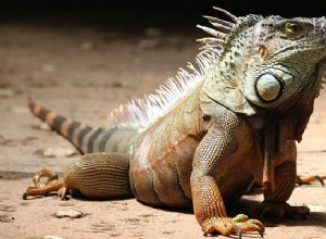 Sueños con iguanas:significado y simbolismo