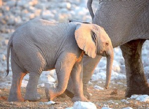 Rêve de bébé éléphant Signification :Qu est-ce que cela signifie si l on rêve de bébés éléphants ?