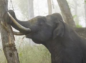 Ver elefante enojado en el significado de soñar:¿Qué significa cuando sueñas con elefante enojado?