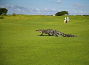 Alligator Dream Betydning:Hva betyr det å drømme om en alligator?