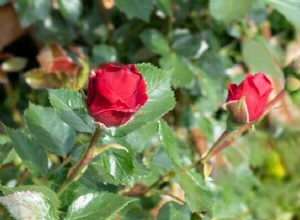 Rosa roja en sueños:¿Qué significa? Interpretemos ahora