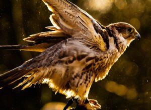 Betydningen og tolkningen av Falcon Dreams