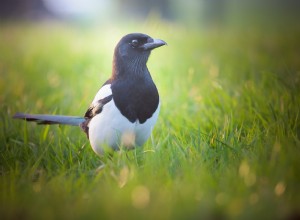 Betydningen og fortolkningen af ​​Magpie-drømme