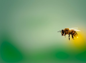 El significado y la interpretación de los sueños sobre insectos