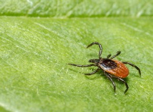 O significado e a interpretação dos sonhos com carrapatos