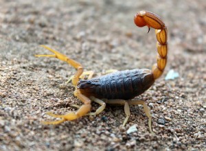 サソリの夢の意味と解釈