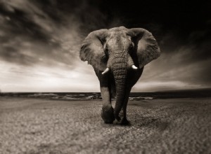 La signification et l interprétation des rêves d éléphants