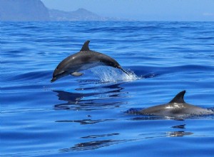 La signification et l interprétation du rêve de dauphins