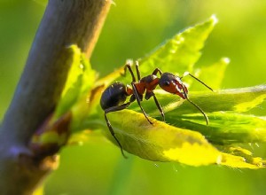 アリの夢を見る意味と解釈