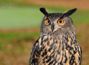 フクロウの夢の意味と解釈