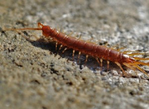 ムカデの夢の意味と解釈