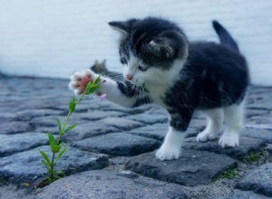 Betydningen og tolkningen av å drømme om kattunger