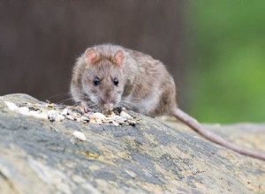 La signification et l interprétation du rêve de rats