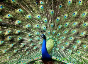 Significado e Interpretación de Soñar con un Pavo Real