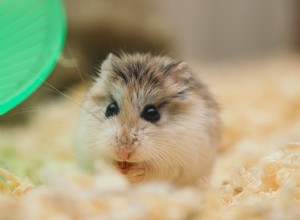 La signification et l interprétation des rêves de hamsters