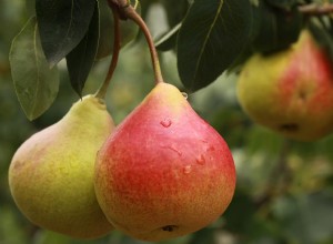 梨の夢の意味と解釈