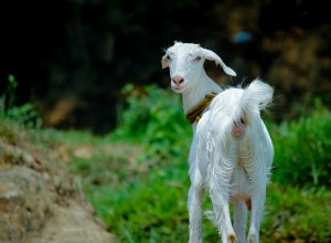 Significado e interpretación de los sueños sobre cabras