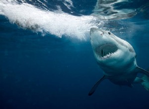 Requin en rêve :interprétation et symbolisme du requin