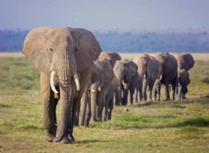 Elefante enojado en sueños:¿buena o mala señal?