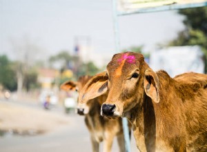 Rêve de vache et de buffle Signification :Rêve signifiant attaque de vache