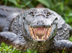 Rêve de Crocodile Signification :Alligator Hindou &Islam Interprétation