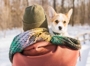 Queens Platinum Jubilee:¿Qué significa soñar con un corgi?