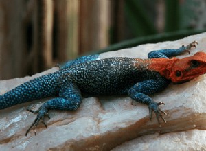 Dreams About Lizards:What’s Meaning and Symbolism