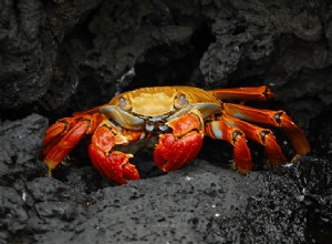 カニの夢:意味と象徴