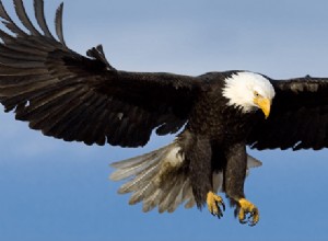 Dreams About Eagles:What’s Meaning and Symbolism