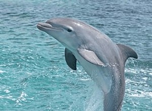 Sueños con delfines:significados y simbolismo