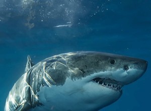 Sueños con tiburones:significado y simbolismo