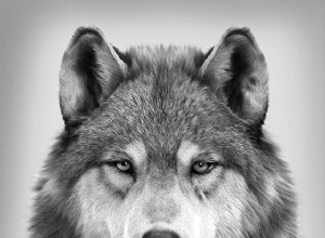 Dreams About Wolves:What’s Meaning and Symbolism