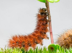 11 significados bíblicos y espirituales de los insectos en los sueños