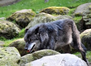 11 πνευματικές έννοιες των λύκων στα όνειρα:Είναι κακό σημάδι;