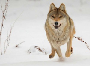 Sueños con lobos:significado e interpretación